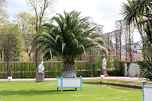 Schlossgarten Schwetzingen: Palme im Orangeriegarten