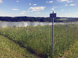 1.	Untersuchungsfläche im Jena-Experiment, eines der weltweit ältesten Biodiversitätsexperimente. Foto: Anne Ebeling