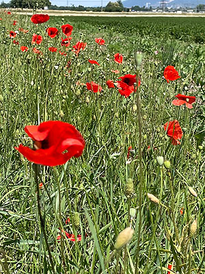 Artenreiche Blühstreifen am Rand von Monokultur-Feldern. Foto: kulturer.be