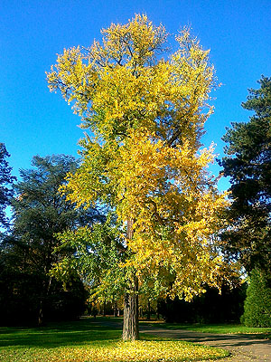 Karlsruhe, Botanischer Garten, Gingkobaum im Herbst. Foto: Thomas Huber, vubbw/ssg