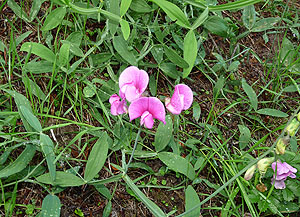 Lathyrus latifolius, Breitblättrige Platterbse. Foto SMNS, S. Abrahamczyk