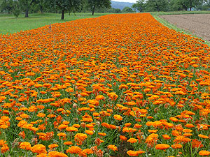 Die Ringelblume ist nur eine von vielen Heil- und Gewürzpflanzen, die in Baden-Württemberg ökologisch angebaut werden. Sie wird auch sehr häufig in der Naturkosmetik eingesetzt. Foto: Michael Straub