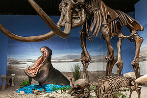 Hier trifft in den Reiss-Engelhorn-Museen die Rekonstruktion eines Flusspferdes auf ein Mammutskelett.