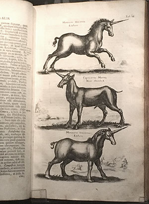 Einhörner in einer Naturgeschichte der Tiere.