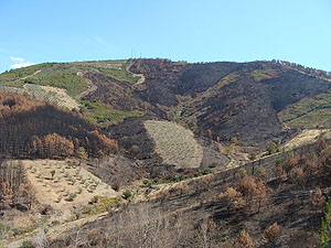 Bild zeigt eine vielfältige, durch Land- und Forstwirtschaft geprägte Mosaik-Landschaft, um das Waldbrandrisiko zu verringern. 