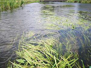 Wasserpflanzen in der Spree