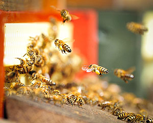 Fliegende Bienen am Stock