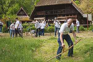 Mähen der Museumswiesen im Freilichtmuseum traditionell mit der Handsense.
