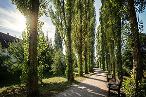 Pappelallee im Kurpark. Foto: Günther Bayerl